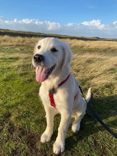 Golden Retriever